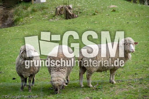 Schaf (60 von 61).jpg